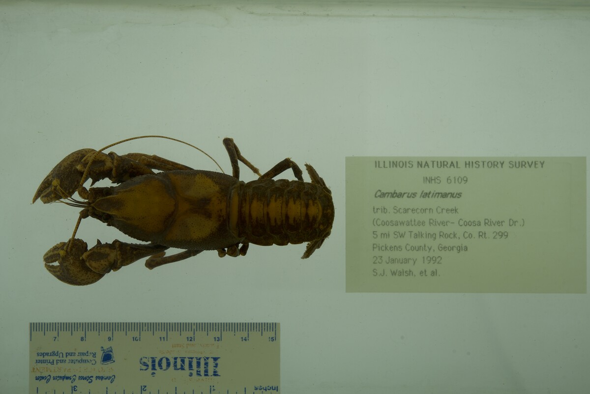 Cambarus latimanus image